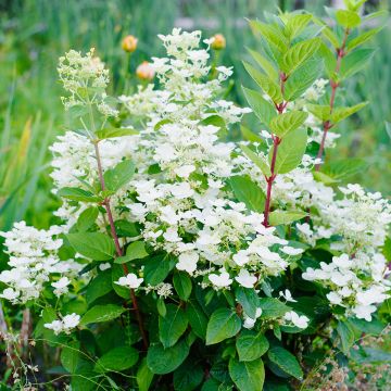 Hortensia - Hydrangea paniculata Wim s Red