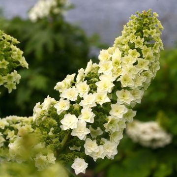 Hortensia - Hydrangea quercifolia Gatsby Moon