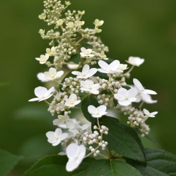 Hortensia - Hydrangea paniculata Kyushu en pot de 10 L