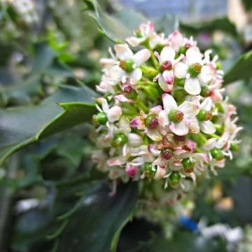 Houx hybride femelle Blue princess - Ilex meserveae 