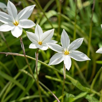 Ipheion uniflorum White Star