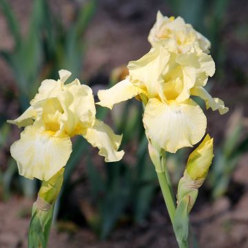 Iris Barbata-Media Maui Moonlight