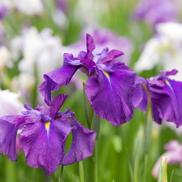 Iris du Japon - Iris ensata Sea of Amethyst