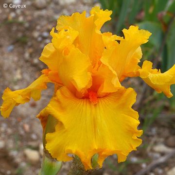 Iris germanica Air d'Été - Iris des jardins