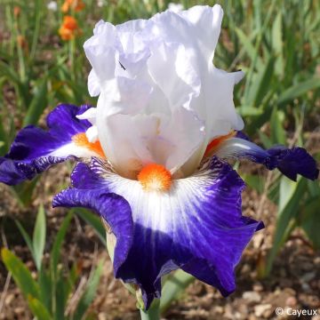 Iris germanica Virgule - Iris des Jardins