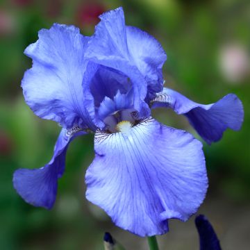 Iris germanica Virgule - Iris des Jardins