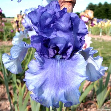Iris germanica Honky Tonk Blues - Iris des Jardins