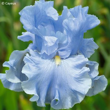 Iris germanica Virgule - Iris des Jardins