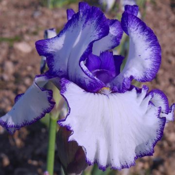 Iris germanica Jouvenceau - Iris des Jardins