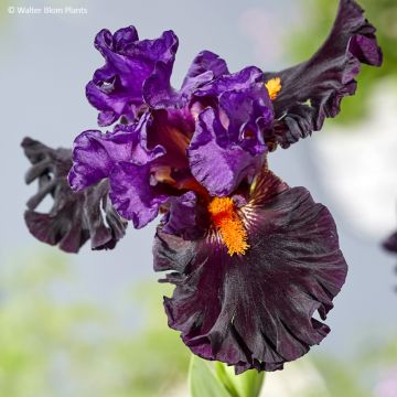 Iris germanica Sharp Dressed Man - Iris des Jardins