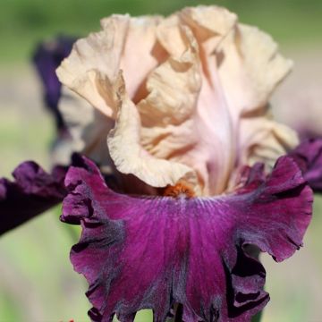 Iris germanica Sacrée Gralée - Iris des Jardins