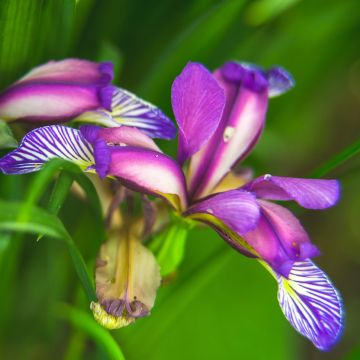 Iris graminea