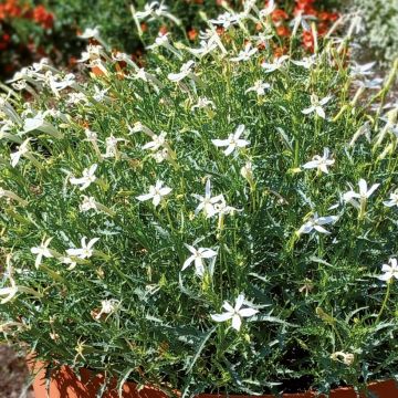 Laurentia ou Isotoma Wendy's White