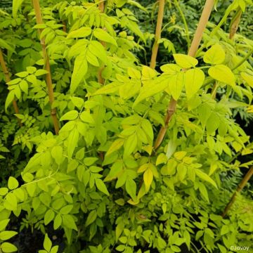 Jasmin blanc, officinal - Jasminum officinale Affinis livré en hauteur 60 cm en pot de 1,5l/2l