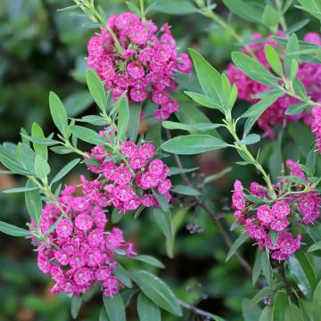 Kalmia angustifolia Rubra - Kalmie à feuilles étroites