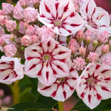 Kalmia latifolia Windmill - Laurier des montagnes