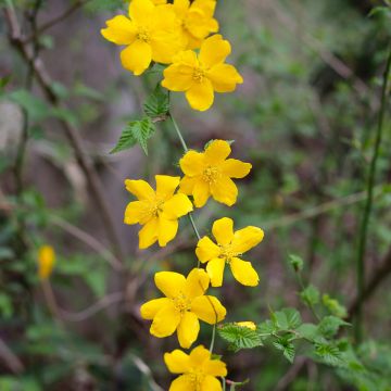 Kerria Japonica Golden Guinea