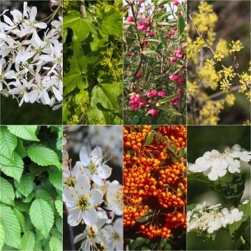 Kit 10 m de haie écologique pour grands jardins