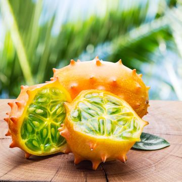 Concombre Cornu d'Afrique - Kiwano Bio - Ferme de Sainte Marthe