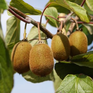 Kiwi  Hayward (femelle) - Actinidia deliciosa