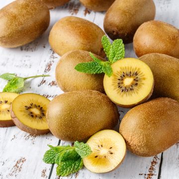 Kiwi jaune - Actinidia Morning Star (femelle)