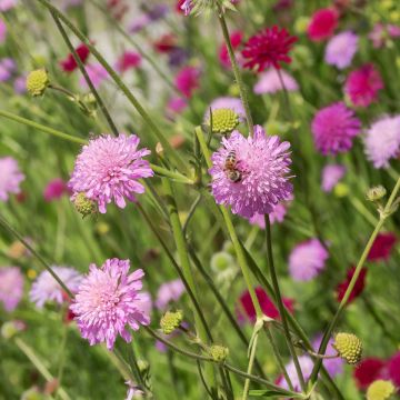 Knautia macedonica thunder and lightning