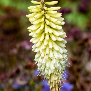 Kniphofia Little Maid - Tison de satan Little Maid