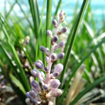 Liriope muscari