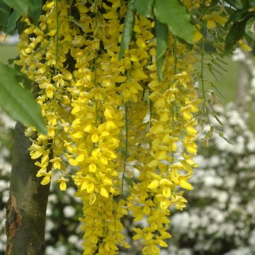 Cytise pluie d'or - Laburnum watereri Vossii
