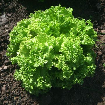 Laitue à couper Lollo Bionda