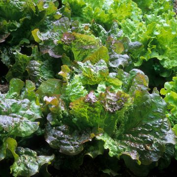 Laitue Batavia Rouge Grenobloise
