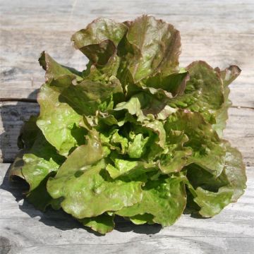 Laitue Monte à Peine NT - Ferme de Sainte Marthe