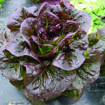 Laitue Romaine Little Gem Intred