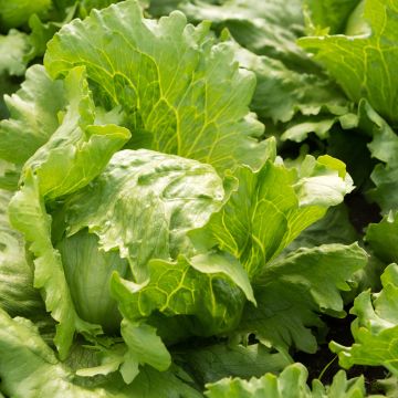 Laitue Batavia Hollywood