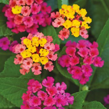 Lantana Bloomify Red
