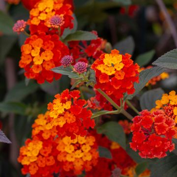 Lantana Bloomify Red