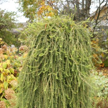 Larix decidua Puli - Mélèze d'Europe pleureur