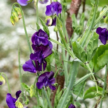 Pois de senteur Blue Velvet - Lathyrus odoratus
