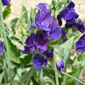 Graines de Pois de Senteur Flagship - Lathyrus odoratus