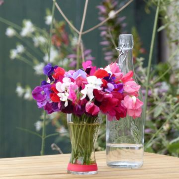 Graines de Pois de Senteur Royal Mix - Lathyrus odoratus