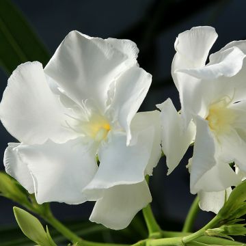 Laurier rose - Nerium oleander Saumon