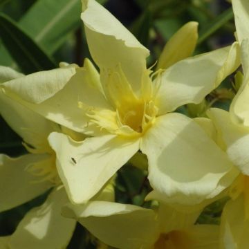 Laurier rose - Nerium oleander Saumon