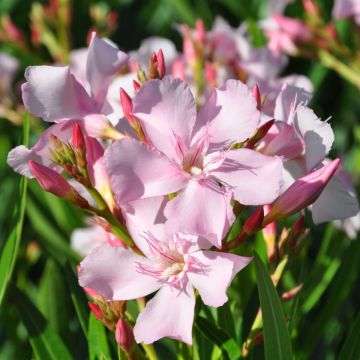 Laurier rose - Nerium oleander Saumon