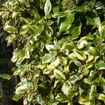 Laurier Tin panaché - Viburnum tinus variegatum