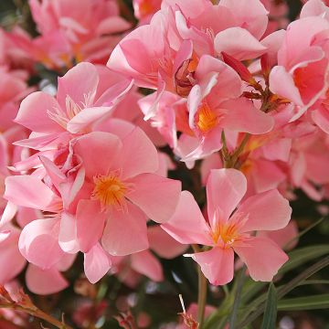 Laurier rose - Nerium oleander Saumon