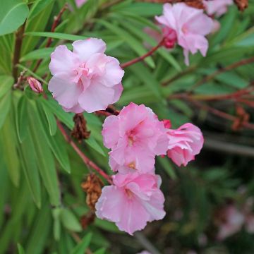 Laurier rose Roseum Plenum - Nerium oleander