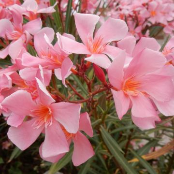 Laurier rose - Nerium oleander Saumon