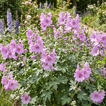 Lavatera Blue Bird - Lavatère arbustive 