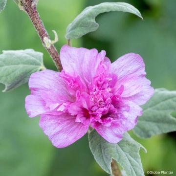 Lavatère - Lavatera Sweet Dream