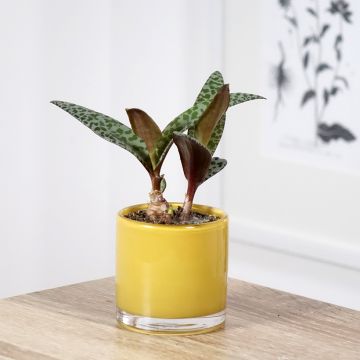 Ledebouria socialis - Scille violacée